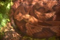 Up Close with a Coiled Up Copperhead Snake Royalty Free Stock Photo