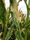 Northern corn leaf blight of maize & x28;Helminthosporium or Turcicum& x29; Royalty Free Stock Photo