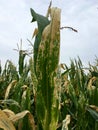 Northern corn leaf blight of maize & x28;Helminthosporium or Turcicum& x29; Royalty Free Stock Photo