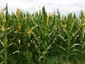 Northern corn leaf blight of maize & x28;Helminthosporium or Turcicum& x29; Royalty Free Stock Photo