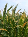 Northern corn leaf blight of maize & x28;Helminthosporium or Turcicum& x29; Royalty Free Stock Photo