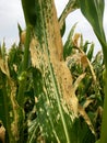 Northern corn leaf blight of maize & x28;Helminthosporium or Turcicum& x29; i Royalty Free Stock Photo