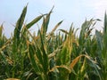 Northern corn leaf blight of maize & x28;Helminthosporium or Turcicum& x29; i Royalty Free Stock Photo