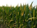 Northern corn leaf blight of maize & x28;Helminthosporium or Turcicum& x29; i Royalty Free Stock Photo