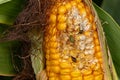 Northern Corn Rootworm beetle, Southern Corn Rootworm beetle and Colorful Foliage Ground Beetle eating kernels on ear of corn.