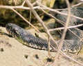 Northern Cottonmouth snake