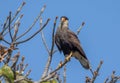 Northern crested caracara Caracara cheriway on branch in Pantanal