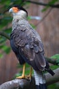 Northern crested caracara (Caracara cheriway).