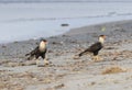 The couple of Northern crested caracaras walking on the sand beach Royalty Free Stock Photo