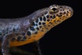 Northern crested newt Triturus cristatus