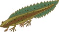 Northern crested newt