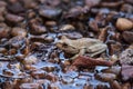 Northern cricket frog Acris crepitans