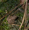 Northern Cricket Frog