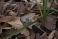 Northern Cricket Frog