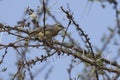 Northern Crombec sitting in the crown of a tree in an oasis in the savannah