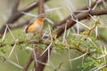 Northern Crombec - Sylvietta brachyura