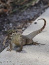 Northern Curly Tailed Lizard On Curb