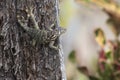 Northern curly-tailed lizard that hangs on a tree trunk and look