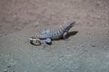 Northern curly-tailed lizard Leiocephalus carinatus