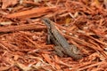 Northern curly-tailed lizard Leiocephalus carinatus missing tail, on red mulch - Topeekeegee Yugnee TY Park, Hollywood,