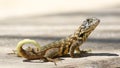 Northern curly-tailed lizard, Leiocephalus carinatus