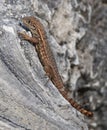 Northern Curly Tailed Lizard