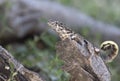 Northern curly-tailed lizard that sits on a dry tree trunk in th