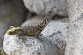 Northern curly-tailed lizard that sits among the rocks and looks