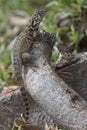 Northern curly-tailed lizard that sits a tree trunk in the shade