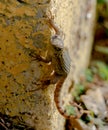 Northern Curlytail Lizard