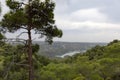 Northern Cyprus landscape with pine tree. Beautiful mediterranean nature. Mountain summer landscape. View from the top of the Royalty Free Stock Photo