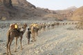 Caravan of camels, Wadi Saba canyons, Danakil Depression, Afar, Ethiopia, Africa