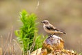 Northern Desert Wheatear or Oenanthe oenanthe sitting on a rock in a garden in Turkey. Royalty Free Stock Photo