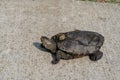 Terrapin Crossing Sidewalk in Stone Harbor, New Jersey Royalty Free Stock Photo