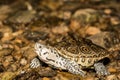 Northern Diamondback Terrapin Royalty Free Stock Photo