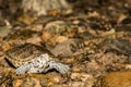 Northern Diamondback Terrapin Royalty Free Stock Photo