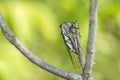 Northern Dog-day Cicada, Neotibicen Canicularis, on a branch Royalty Free Stock Photo