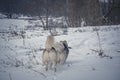 Northern dogs running in snow Royalty Free Stock Photo