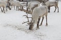 Reindeer in winter.