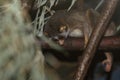 Northern dry zone slender loris