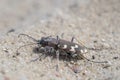 Northern dune tiger beetle - Cicindela hybrida