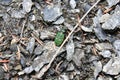Northern dune tiger beetle green in the forest