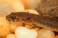 Northern Dusky Salamander ( Desmognathus fuscus )