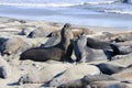 Northern elephant seal