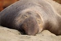 Northern elephant seal, male, on beach near San Simeon, California, USA