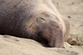 Northern elephant seal, male, on beach near San Simeon, California, USA Royalty Free Stock Photo