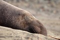 Northern elephant seal, male, on beach near San Simeon, California, USA Royalty Free Stock Photo