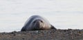 Northern elephant seal, male, on beach near San Simeon, California, USA Royalty Free Stock Photo