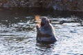 Northern elephant seal male vocalizing while standing in shallow water; visible hot air coming out of his mouth, Pacific Ocean Royalty Free Stock Photo