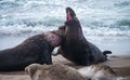 Northern Elephant Seal Males Fighting Royalty Free Stock Photo